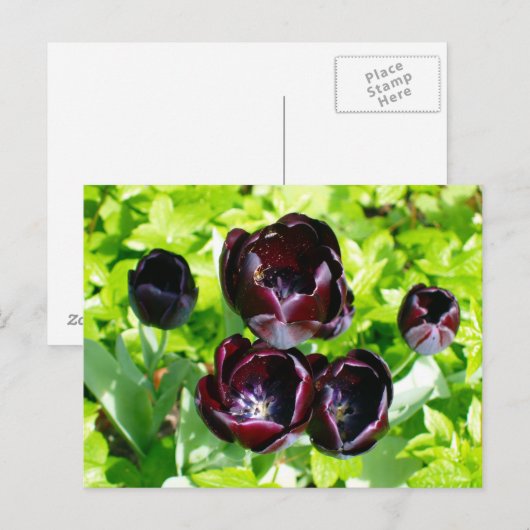  Paarse zwarte tulpen Flower Holland Briefkaart (Voorkant / Achterkant)