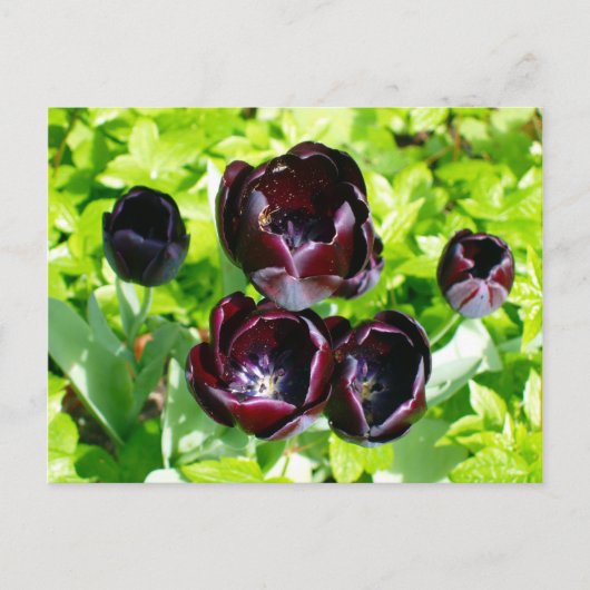  Paarse zwarte tulpen Flower Holland Briefkaart (Voorkant)