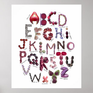 Paarsrood en Paars Alfabet   Fruit en Groenten Poster
