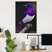 Paarsrugspreeuw poster (Thuiskantoor)
