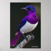 Paarsrugspreeuw poster (Voorkant)