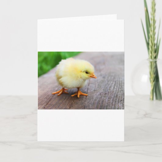 Paas Kuiken Feestdagen Kaart (Voorkant)