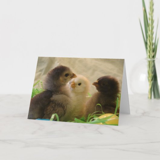 Paas Kuikens Feestdagen Kaart (Voorkant)