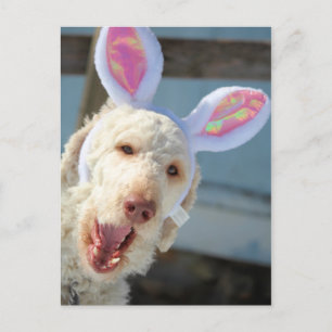 Paas-Ollie Feestdagenkaart