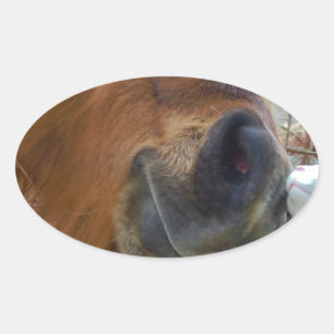 PaasBunny en bruin paard Ovale Sticker