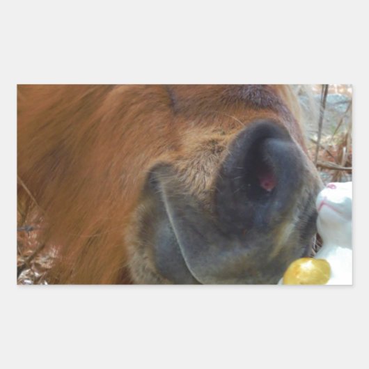 PaasBunny en bruin paard Rechthoekige Sticker (Voorkant)