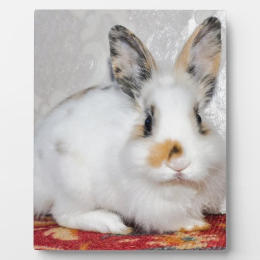 Paasbunny Fotoplaat (Voorkant)