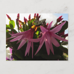 Paascactus Flower Plant Feestdagenkaart