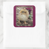 Paaschick-A-Dee Light I Vierkante Sticker (Tas)