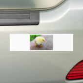 Paaschick Bumpersticker (Op auto)
