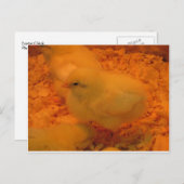 Paaschick Feestdagenkaart (Voorkant / Achterkant)