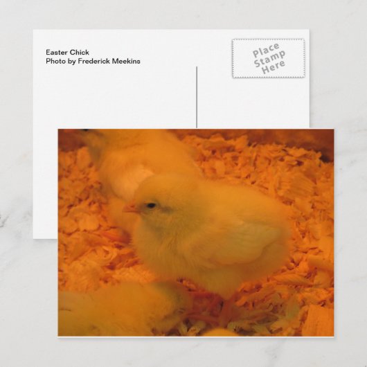 Paaschick Feestdagenkaart (Voorkant / Achterkant)