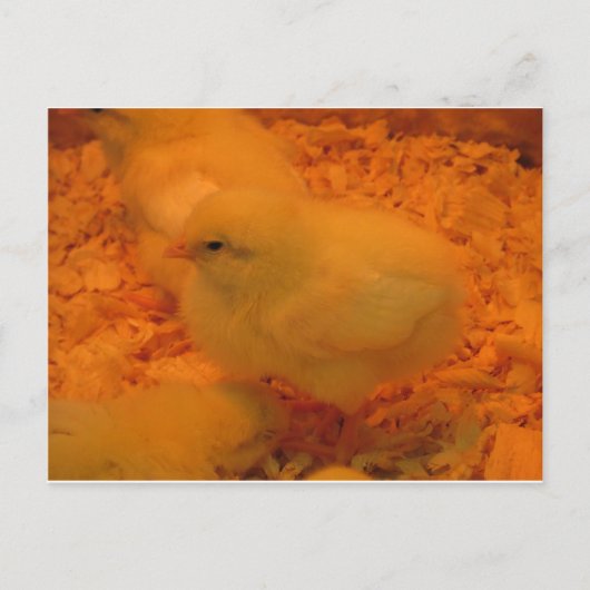 Paaschick Feestdagenkaart (Voorkant)