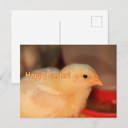 Paaschick Feestdagenkaart (Voorkant / Achterkant)