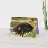 Paaschick III Feestdagen Kaart (Voorkant)