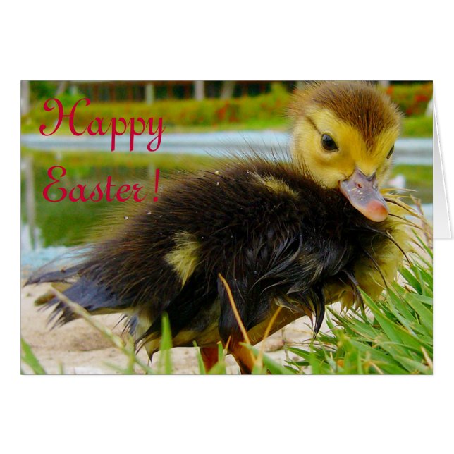 Paaschick IV (Voorkant Horizontaal)