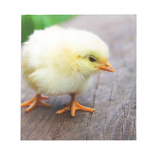 Paaschick Notitieblok (Voorkant)