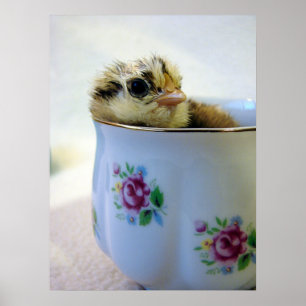 PaasEgger Chick in Cup Poster