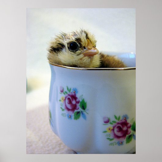 PaasEgger Chick in Cup Poster (Voorkant)