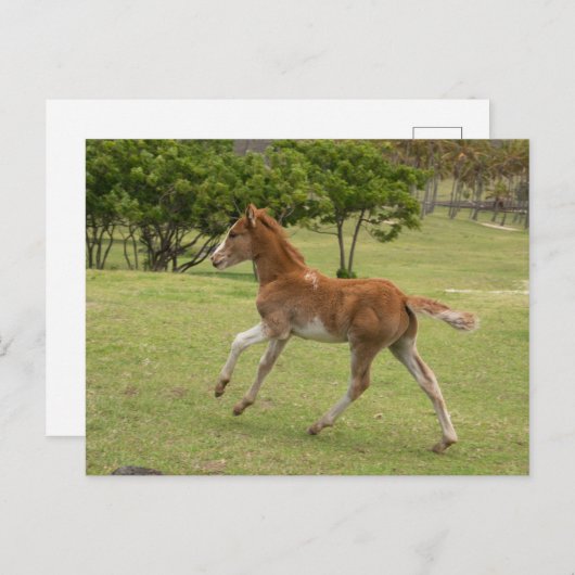 Paaseiland o.b.a. Rapa Nui Briefkaart (Voorkant / Achterkant)