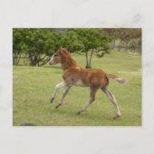 Paaseiland o.b.a. Rapa Nui Briefkaart (Voorkant)