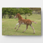 Paaseiland o.b.a. Rapa Nui Fotoplaat (voorkant)