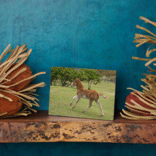 Paaseiland o.b.a. Rapa Nui Fotoplaat