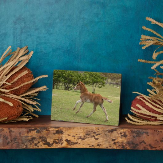 Paaseiland o.b.a. Rapa Nui Fotoplaat (Zijkant)