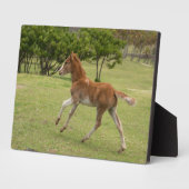 Paaseiland o.b.a. Rapa Nui Fotoplaat (Zijkant)