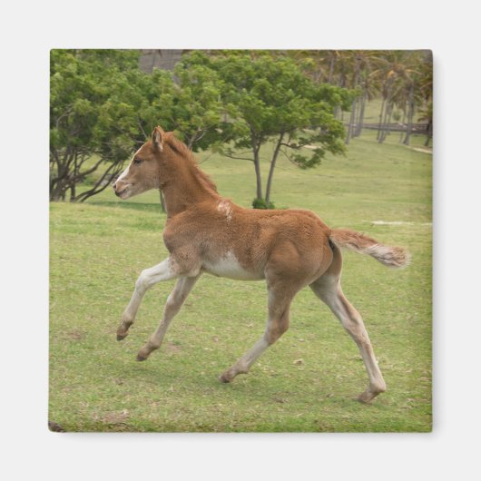 Paaseiland o.b.a. Rapa Nui Magneet (Voorkant)