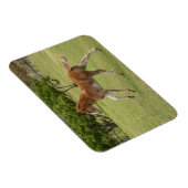 Paaseiland o.b.a. Rapa Nui Magneet (Rechterzijde)