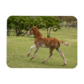 Paaseiland o.b.a. Rapa Nui Magneet (Horizontaal)