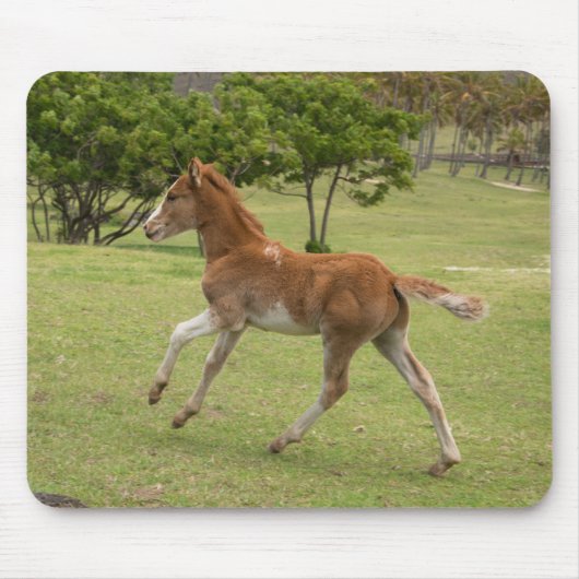 Paaseiland o.b.a. Rapa Nui Muismat (Voorkant)