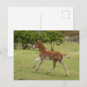 Paaseiland ook bekend als Rapa Nui Briefkaart (Voorkant / Achterkant)