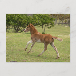 Paaseiland ook bekend als Rapa Nui Briefkaart