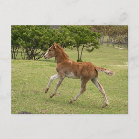 Paaseiland ook bekend als Rapa Nui Briefkaart (Voorkant)