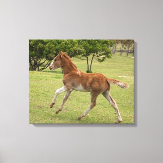 Paaseiland ook bekend als Rapa Nui Canvas Afdruk (Voorkant)
