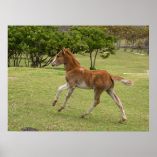 Paaseiland ook bekend als Rapa Nui Poster