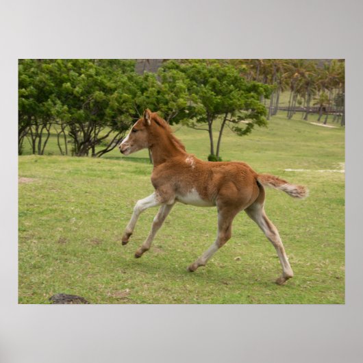 Paaseiland ook bekend als Rapa Nui Poster (Voorkant)