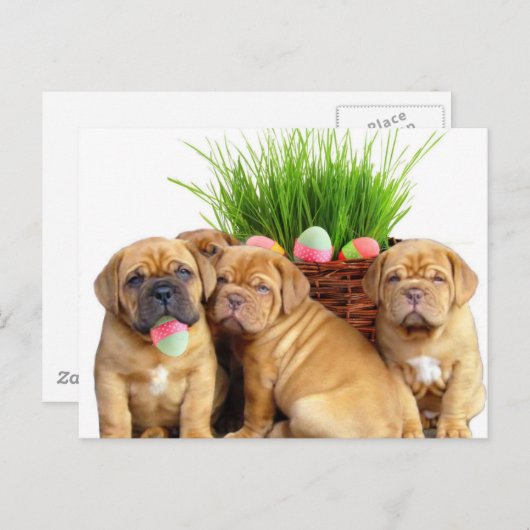 Paashaas de Bordeaux pups Feestdagenkaart (Voorkant / Achterkant)