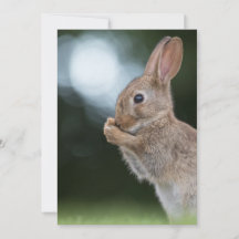 Paashaas Fotokaart