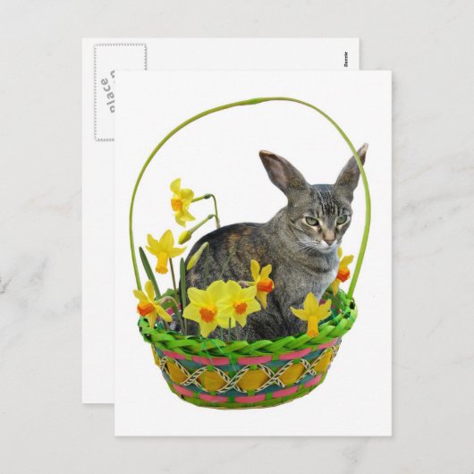 Paaskat in het Daffodils Briefkaart (Voorkant / Achterkant)