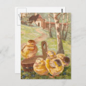  paaskippen briefkaart (Voorkant / Achterkant)