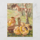 paaskippen briefkaart (Voorkant)