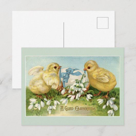  paaskippen briefkaart (Voorkant / Achterkant)