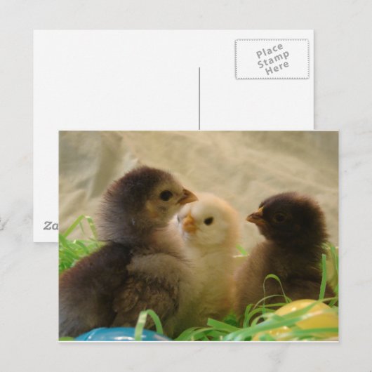 Paaskippen Feestdagenkaart (Voorkant / Achterkant)