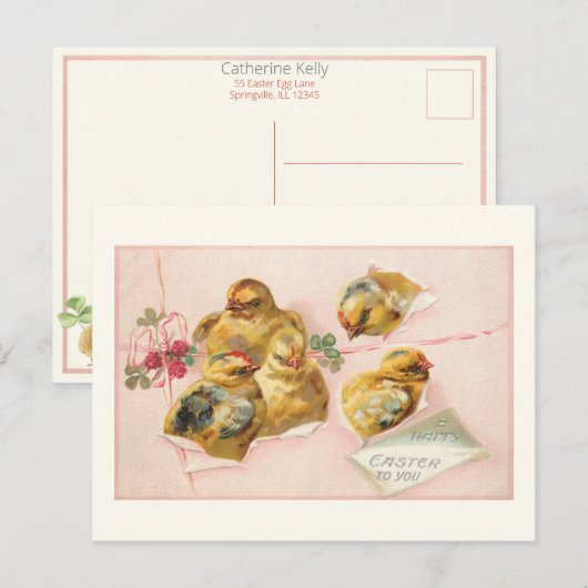  paaskippen in pakket briefkaart (Voorkant / Achterkant)