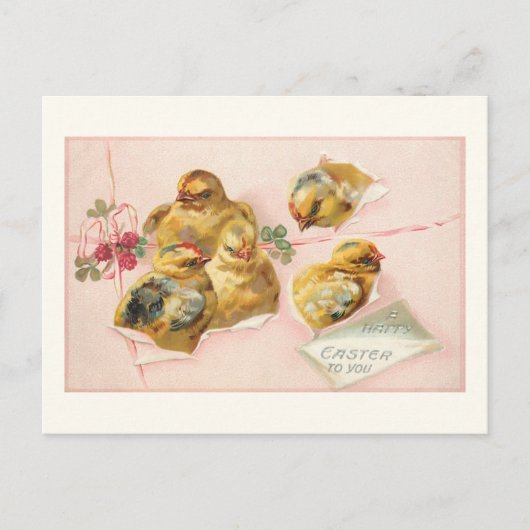  paaskippen in pakket briefkaart (Voorkant)