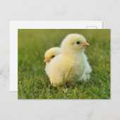 Paaskuikens Briefkaart (Voorkant / Achterkant)