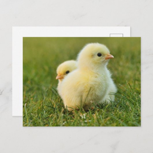 Paaskuikens Briefkaart (Voorkant / Achterkant)